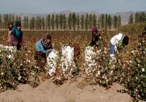 آغاز برداشت طلای سفید در خراسان جنوبی