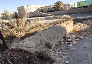 قلع و قمع درختان نخل در زابل + تصاویر