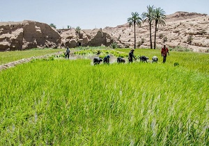 آغاز برداشت برنج در طبس