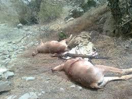 کشف لاشه آهو و قوچ وحشی در منوجان