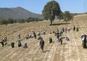 دشت مختار اقتصاد کشاورزان را متحول کرد