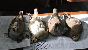 دستگیری 2 شکارچی غیر مجاز در رودبار
