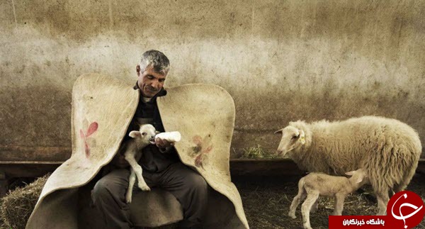 تصویری جالب از شیر دادن چوپان به بره بی مادر