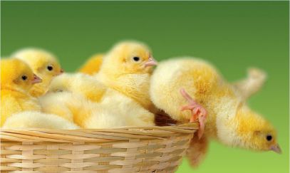 افزایش نرخ جوجه یک روزه