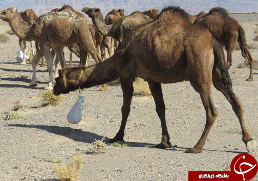 بازدید فرماندار خوسف از منطقه عشایری جنگل نخاب+تصاویر