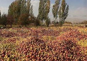 دسترنج کشاورزان در حاشیه جاده + فیلم