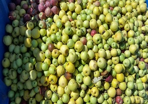 خرید نزدیک به ۳۰ هزار تن سیب صنعتی از باغداران آذربایجان غربی
