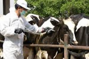 واکسینه شدن 1 هزار و500 رأس دام علیه تب برفکی