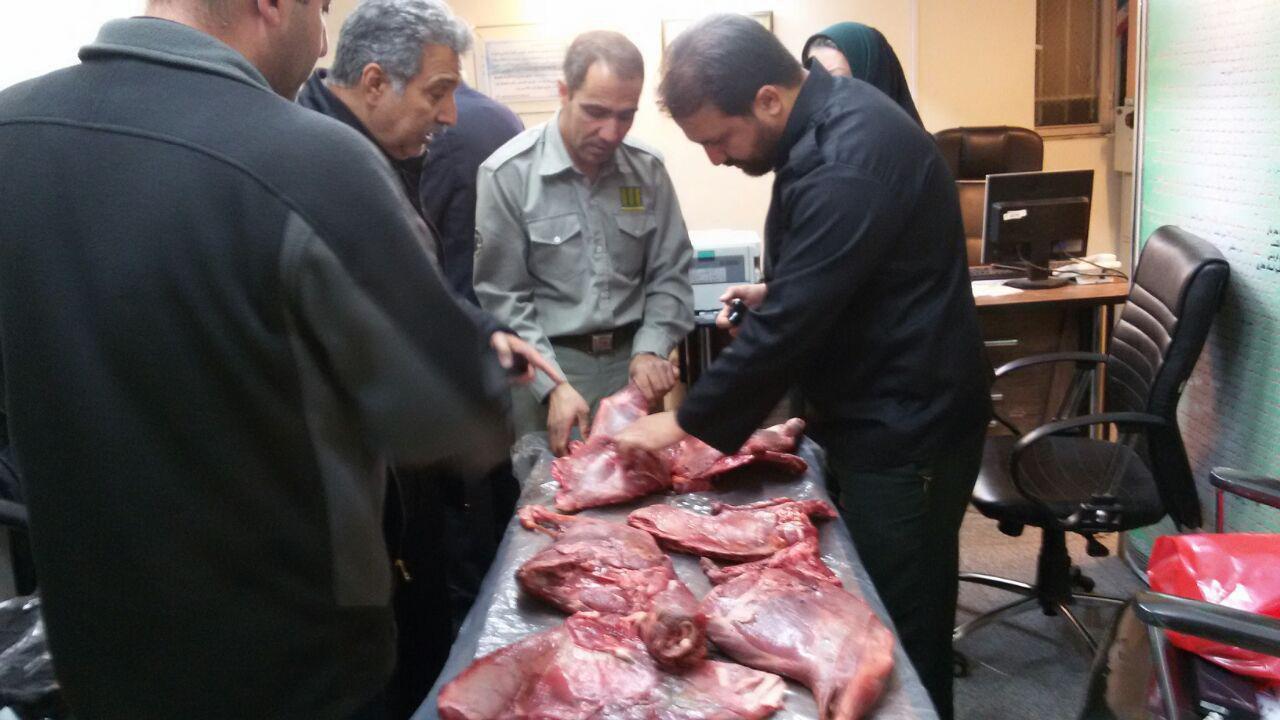 کشف لاشه دو راس قوچ وحشی درمشهد