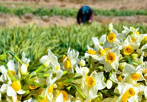 برداشت 13و نیم میلیون شاخه گل نرگس دراستان