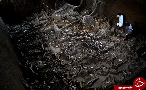 کشف گور دسته جمعی یک نجیب زاده با اسکلت 100 اسب+تصاویر کشف گور دسته جمعی یک نجیب زاده با اسکلت 100 اسب+تصاویر