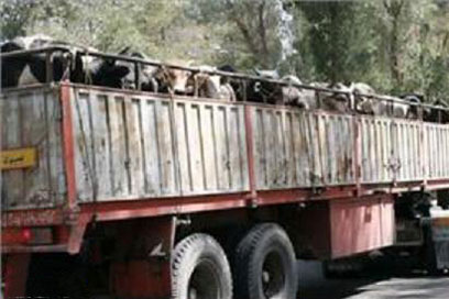 کشف احشام قاچاق در دلگان