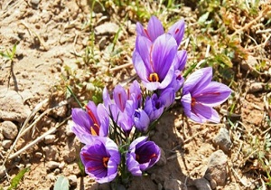 بهاباد چهارم آذرماه، میزبان جشنواره طلای سرخ
