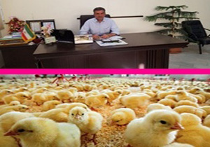 عرضه ۱۱۰۰ تن گوشت مرغ آماده طبخ  به بازار دی ماه امسال