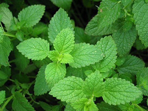 خوراکی مفید برای رفع سرماخوردگی