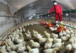 پرداخت چهار میلیارد و ۵۰۰ هزار ریال غرامت به صاحبان طیور بومی در آذربایجان غربی