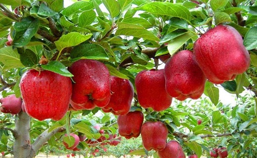 هزار پروژه ورزشی نیمه تمام در کشور وجود دارد / کشف سوخت و محموله&zwnj;های دامی قاچاق در استان سمنان 4