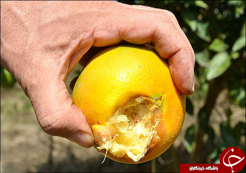 باغ&zwnj;های مرکبات تحت استرس مهمان ناخوانده ۴ میلی متری