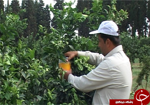 باغ&zwnj;های مرکبات تحت استرس مهمان ناخوانده ۴ میلی متری