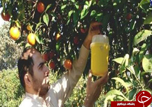 باغ&zwnj;های مرکبات تحت استرس مهمان ناخوانده ۴ میلی متری