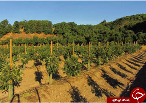 رونق زمین&zwnj;های کشاورزی مازندران با کاشت درختان خرمالو
