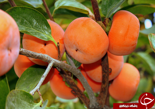 رونق زمین&zwnj;های کشاورزی مازندران با کاشت درختان خرمالو