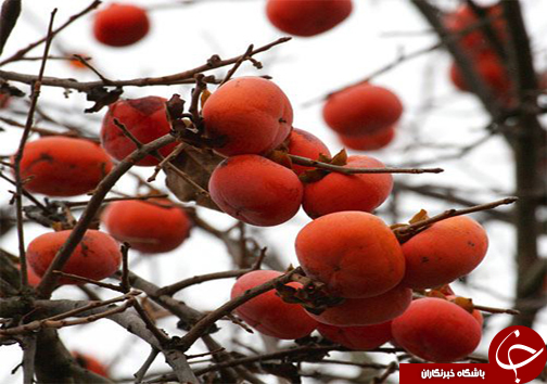 رونق زمین&zwnj;های کشاورزی مازندران با کاشت درختان خرمالو
