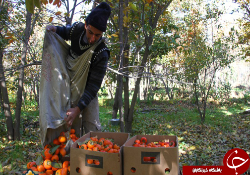 رونق زمین&zwnj;های کشاورزی مازندران با کاشت درختان خرمالو