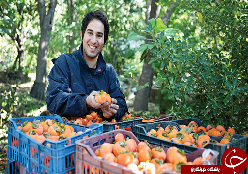 رونق زمین&zwnj;های کشاورزی مازندران با کاشت درختان خرمالو