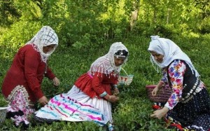 پرداخت بیش از 14میلیارد ریال از مطالبات چایکاران شمال کشور