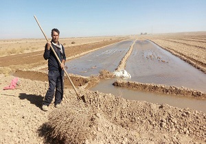 کاشت گندم در 5هزار و100هکتار از مزارع کشاورزی خاتم آغاز شد