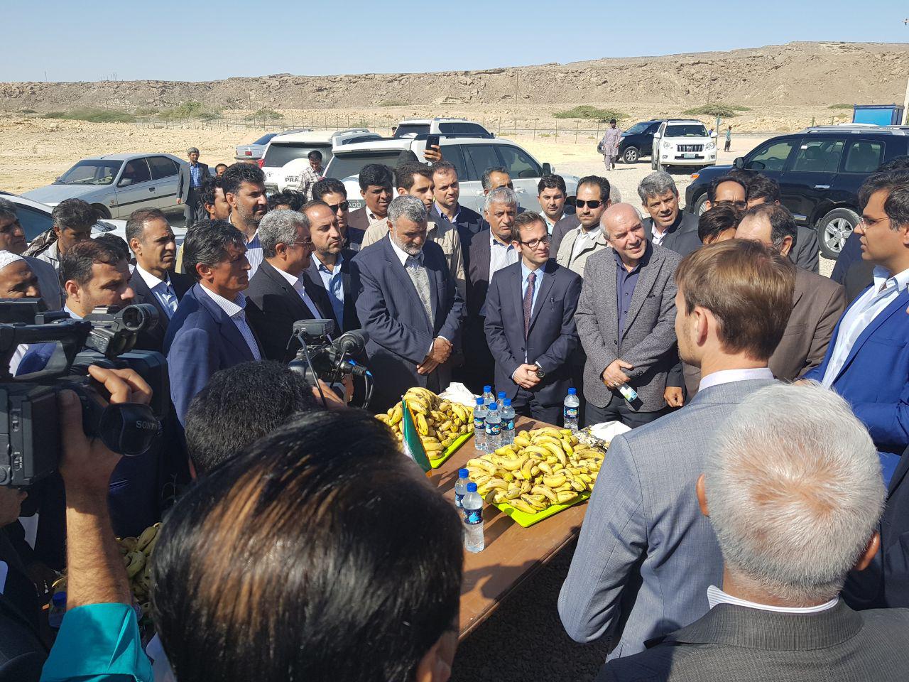 پرورش شتر مرغ در چابهار هزار نفر را مشغول بکار می&zwnj;کند