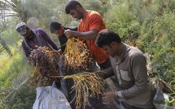 کارگاه آموزشی بسته بندی خرما در دالکی برگزار شد
