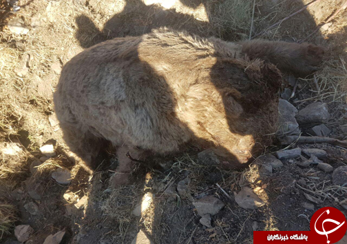 تلف شدن خرس گرفتار در تله یک باغدار+ تصایر