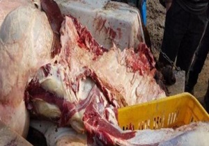 کشف 1.5 تن گوشت فاسد در بیرجند