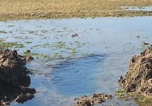 هدررفت آب در روستای کلیل&zwnj;آباد + فیلم