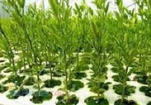 کاشت 35 هزار اصله درخت در سطح پارک‌های جنگلی سنندج 