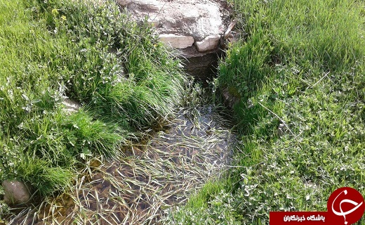 مراتع سرسبز روستای کمنی + تصاویر