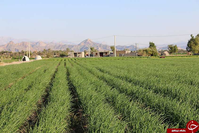 نمایی از مزارع کشاورزی پیاز در هشت&zwnj;بندی + تصاویر