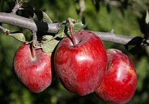 تنه تمام درختان میوه استان سمنان بیمه می شود