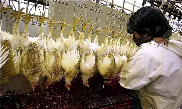 تسهیلات لازم برای بهینه سازی کشتارگاه های ایلام