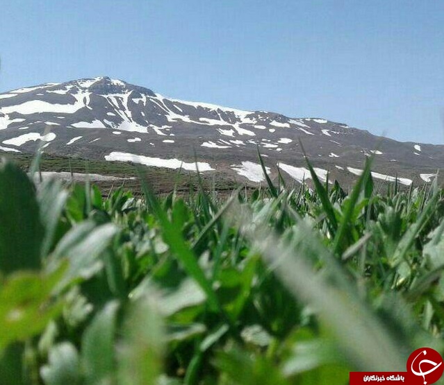 طبیعت زیباو سرسبز کمنی + تصاویر