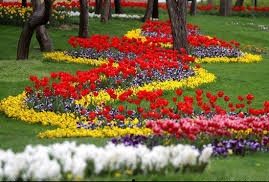 آغاز عملیات کاشت پیازهای لاله در ۳۱ نقطه از مشهد