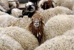 دستگیری سارق حرفه ای احشام در سلطانيه