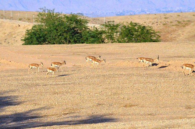 شروع سرشماری زمستانه پستانداران در ایلام