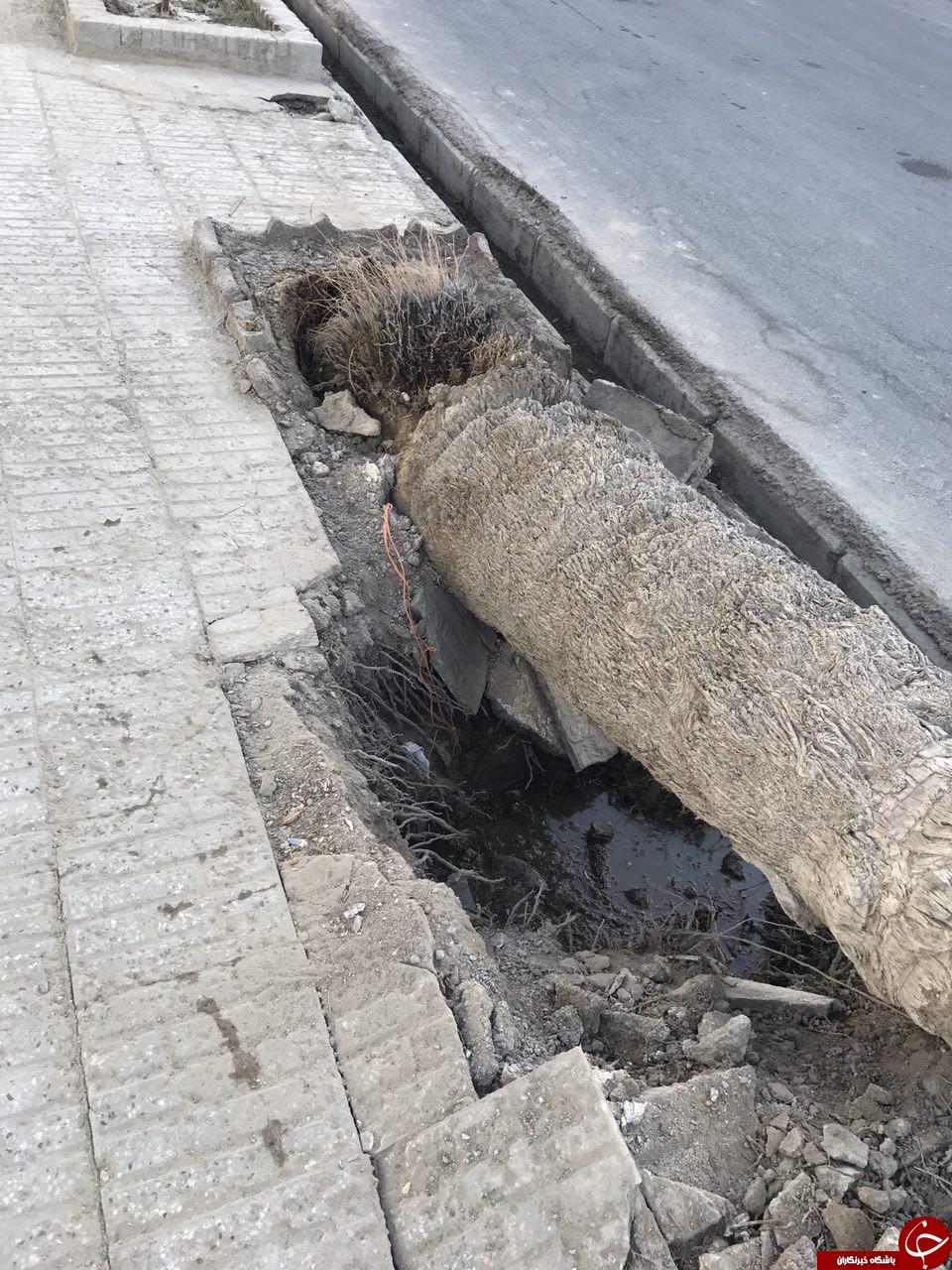 قطع درختان خرما در زابل + تصاویر