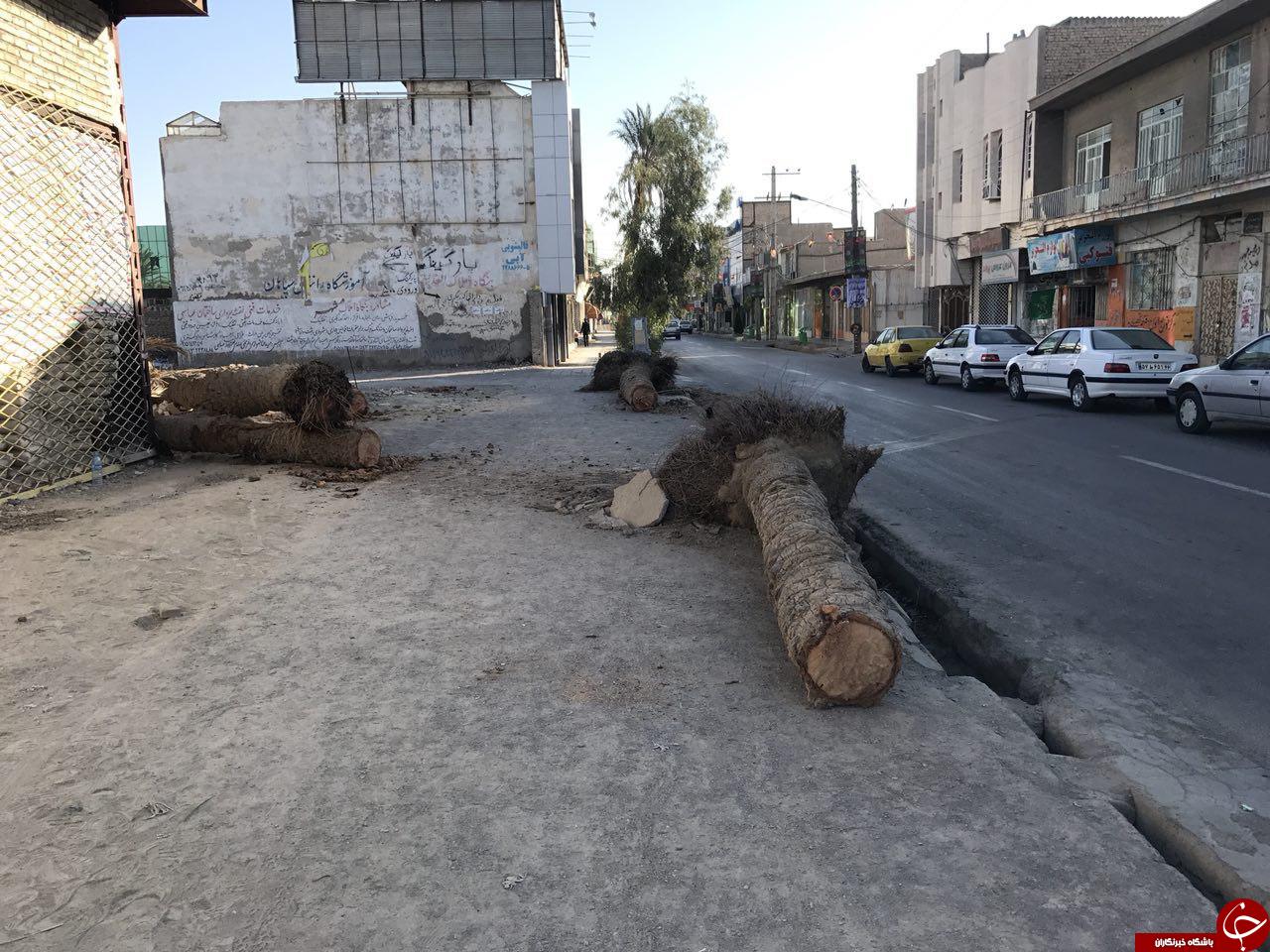 قطع درختان خرما در زابل + تصاویر