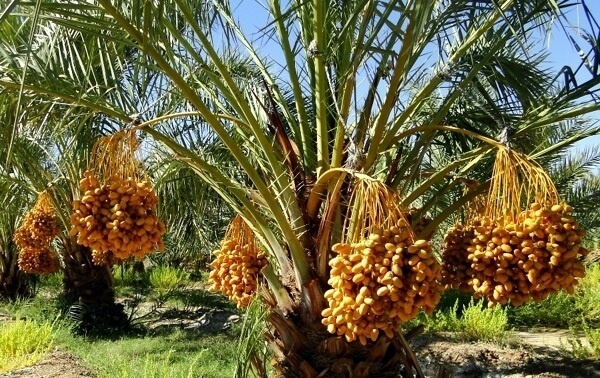 تعرفه های ترجیحی سنگین کام خرماداران را تلخ می کند
