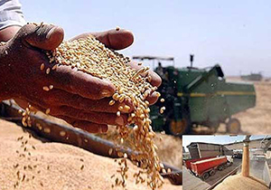 خرید بیش از ۹۴۱ هزار تن گندم تضمینی از کشاورزان فارس