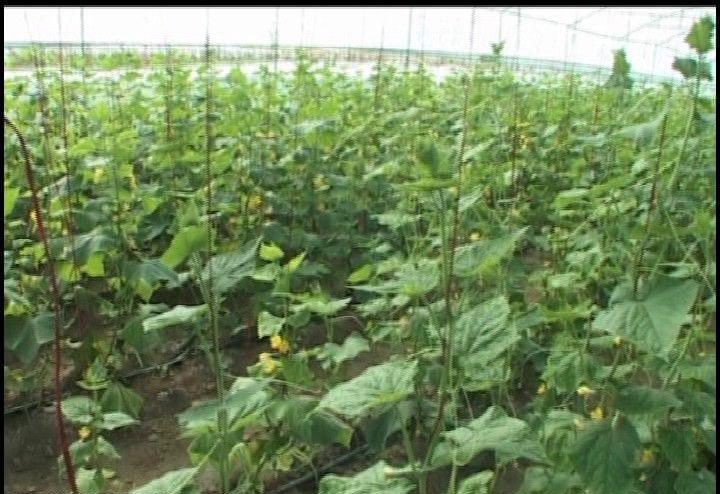 آغاز برداشت خیار گلخانه&zwnj;ای در ایرانشهر